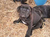  puppy rustic cane corso
